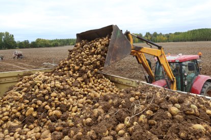 Recogida de patatas en una finca en Castilla y León, en una imagen de archivo