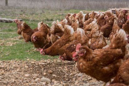 Las explotaciones avícolas han visto incrementar su censo a lo largo del año pasado. Y lo mismo sucedió con los precios.