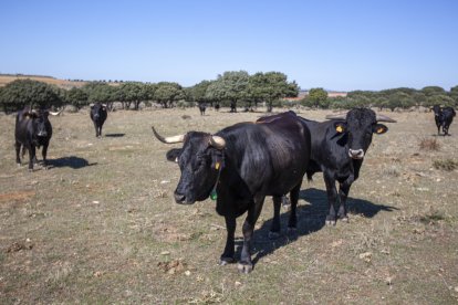 Explotación de vaca serrana negra en la provincia de Soria