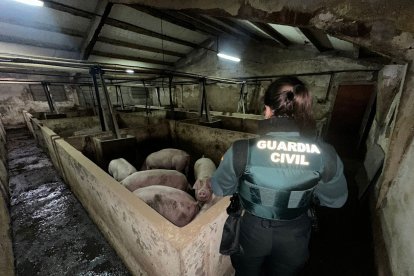 Un agente de la Guardia Civil en la explotación inundada.