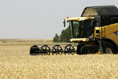Una máquina cosecha trigo en la localidad leonesa de Calzada del Coto, en una imagen de archivo.