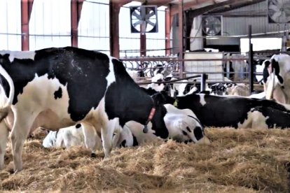 Vacas de leche en el cebadero de una explotación de la provincia de Zamora, en una imagen de archivo. ICAL