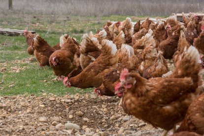 Una bandada de gallinas come en una explotación avícola, en una foto de archivo.