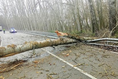 Chopo caído sobre la calzada entre Manganeses de la Polvorosa y Morales de Rey (Zamora)