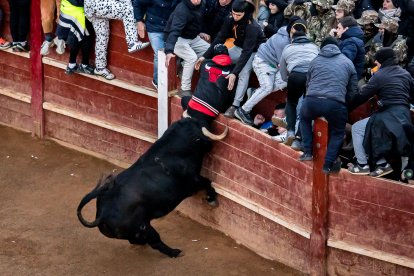 La jornada del sábado del Carnaval del Toro en Ciudad Rodrigo (Salamanca)
