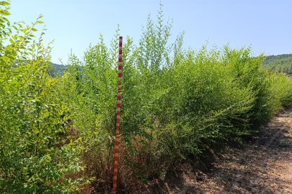 Plantación de olmo de Siberia en una de las parcelas del Ceder Ciemat