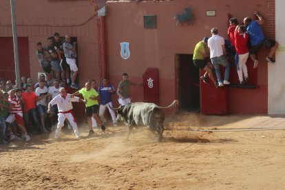 Toro enmaromado de Benavente en una imagen de archivo