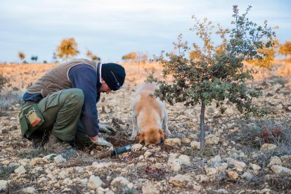 Eduardo Ballano en su finca trufera al sur de la provincia de Soria.