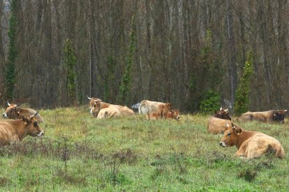 Rebaño de vacas en un prado de la localidad de Vilela (León).
