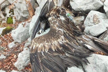Ejemplar de quebrantahuesos muerto por electrocución en la vertiente leonesa de Picos de Europa
La Junta y la Fundación para la Conservación del Quebrantahuesos (FCQ) han instado a adoptar las medidas de seguridad correspondientes para evitar muertes de la especie por electrocución en el Parque Nacional de Picos de Europa tras localizar sin vida un ejemplar de esta especie por estas circunstancias.

SOCIEDAD 
FCQ