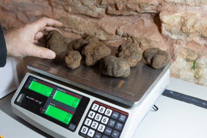 Lonja trufera de Abejar.