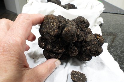 Trufa negra de un cuarto de kilo cosechada en el Vivero Provincial de Zamora