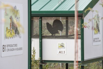 Centro de Cría del Urogallo de Valsemana (León)