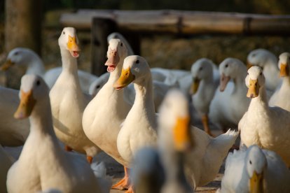 Una bandada de patos en una explotación ganadera