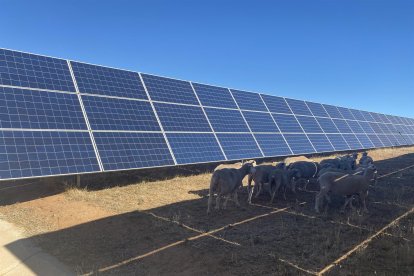 Ganado en una planta fotovoltaica en una imagen de archivo.