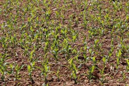 Plantación de maíz en Sahagún (León).
