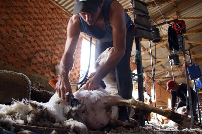 Cuadrillas de argentinos y uruguayos protagonizan las labores de esquileo en la provincia leonesa.