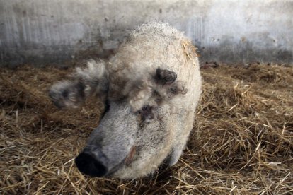 Ejemplar de cerdo de la raza mangalica en la localidad segoviana de Carbonero El Mayor.