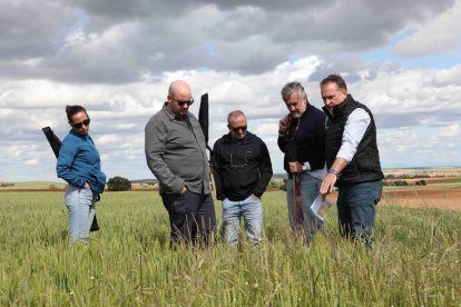 Gowan controla varios campos de ensayo en Burgos y Castilla y León