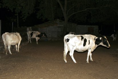 Explotación bovina del municipio abulense de Candeleda (Ávila), donde ha sido detectado un foco de lengua azul