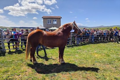 El caballo Hispano-Bretón no, todavía en peligro de extinción, es sumamente llamativo y está muy presente en ferias ganaderas.