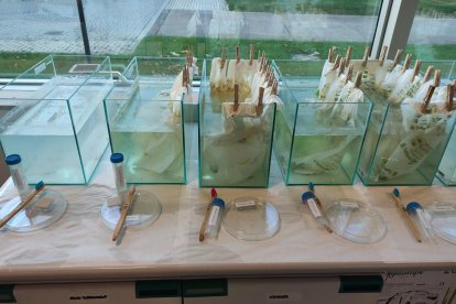 La Universidad de León descubre una especie de alga microscópica
