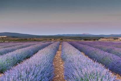 Campos de lavanda en Caleruegam  donde se celebra en julio el Lavandafest