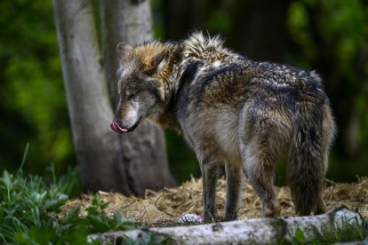 Un lobo en una imagen de archivo.