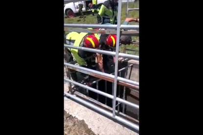 Rescate de un toro en un canal de un pueblo de Zamora.