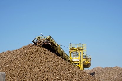 Recepción de remolacha en la fábrica de Acor en Olmedo (Valladolid) en plena campaña de remolacha.