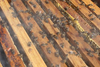 Un enjambre de abejas en torno a una colmena.