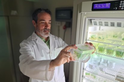 Sergio Cerezo Medina, del Irnsa-CSIC, sostiene un recipiente transparente con pequeñas plantas verdes mientras observa su contenido.