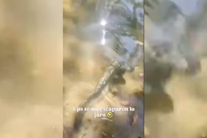 El vídeo difundido en redes sociales permitió a los agentes del SEPRONA iniciar la investigación sobre la presunta liberación de un siluro, una especie exótica invasora, en el río Águeda.