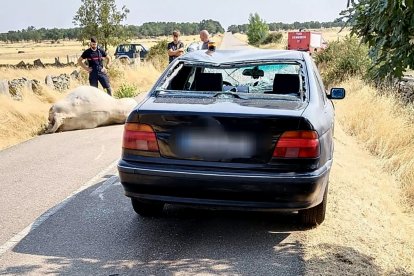 Un coche atropella a una vaca en la carretera entre Bermillo de Sayago y Fresnadillo (Zamora)