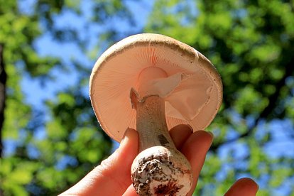 Una recolectora muestra un ejemplar de ‘huevo de rey’ (Amanita caesarea).