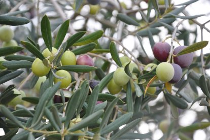 Aceitunas en distinto estado madurativo en un olivar