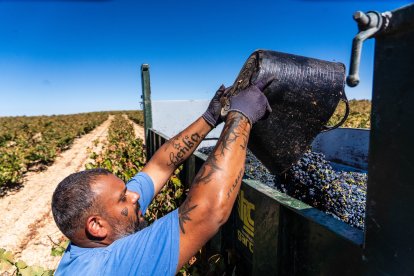 Vendimia en la Ribera de Duero