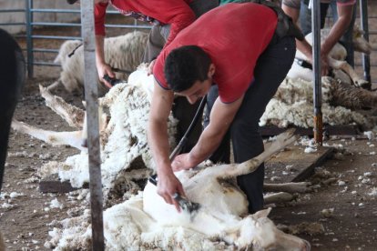 Una cuadrilla de esquiladores extrae los vellones de las ovejas de un ganadero.