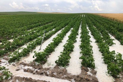 Daños del pedrisco en un cultivo de patatas Castilla y León en una foto de archivo.