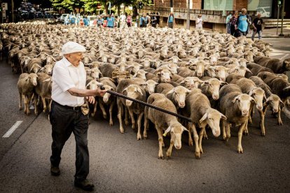 Los últimos trashumantes de Tierras Altas, en junio en Soria tras regresar de Extremadura.