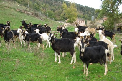 Un rebaño de Cabras en el campo