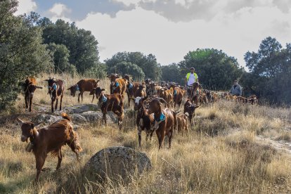 Un momento del recorrido entre las localidades abulenses de Solosancho y El Fresno.