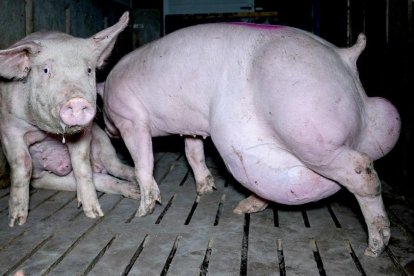 Nueva 'granja del terror' en Burgos. OBA