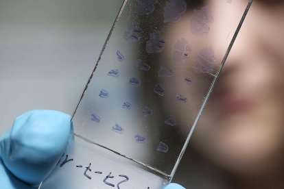 Una investigadora revisa una muestra