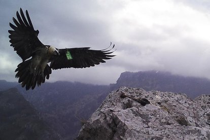Ejemplar en Picos de Europa.