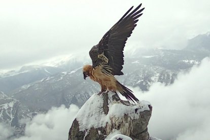 Ejemplar en Picos de Europa.