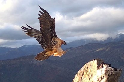 Ejemplar en Picos de Europa.