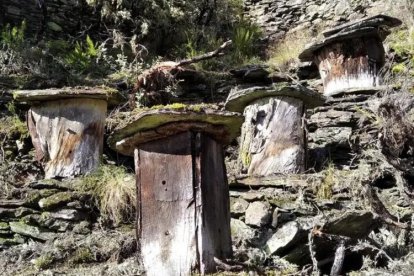 Cortines de Fonfría (Torre del Bierzo, León).
