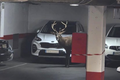 Un ciervo llega hasta el centro de Zamora y se mete en un aparcamiento del Casco Antiguo