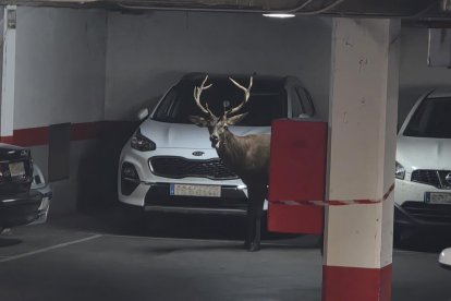 Un ciervo llega hasta el centro de Zamora y se mete en un aparcamiento del Casco Antiguo